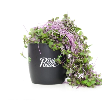 Pousse de Choux Rouge