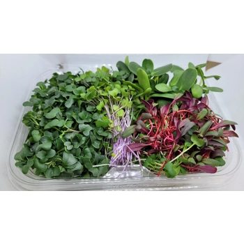 Micropousses de Tournesol, Chou frisé, Chou-rave, Moutarde & Betteraves