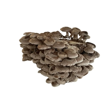 Champignon shiitake
