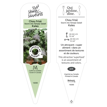 Plant de Chou frisé Storm mix