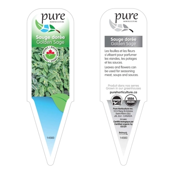 SAUGE DORÉ BIOLOGIQUE EN POT