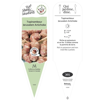 Plant de Topinambour