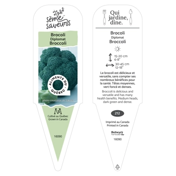 Plant de Brocoli Diplomat